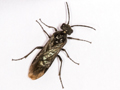 Dolerus niger